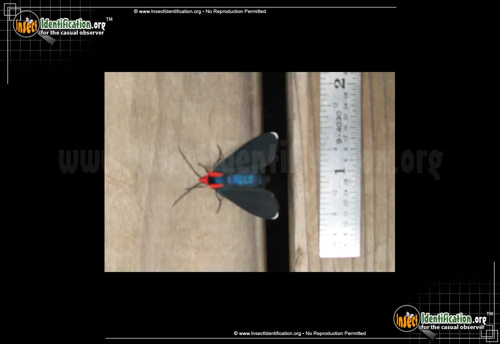 Red-shouldered Ctenucha Moth - photo 3