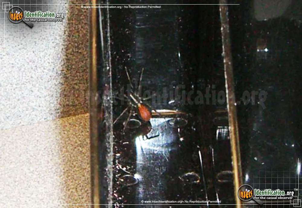 Red-spotted Ant Mimic Spider