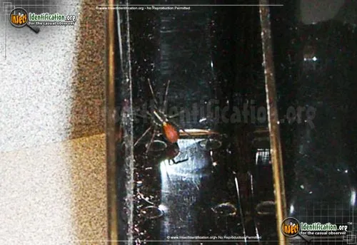 Red-spotted Ant Mimic Spider - photo 2
