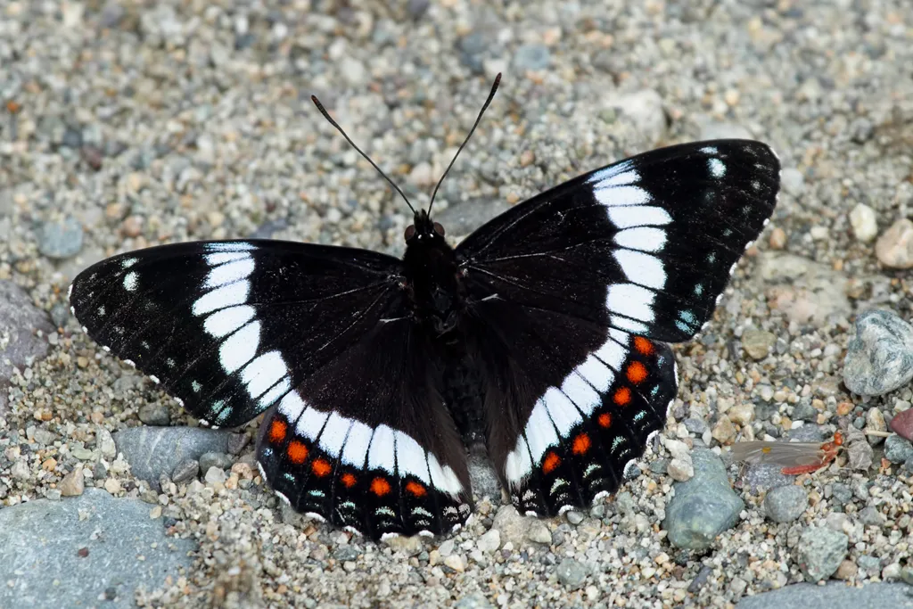 Red-spotted Purple Admiral - photo 2