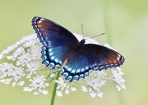 Red-spotted Purple Admiral - photo 3