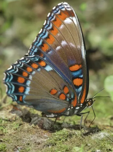 Red-spotted Purple Admiral - photo 4