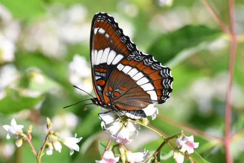 Red-spotted Purple Admiral - photo 5