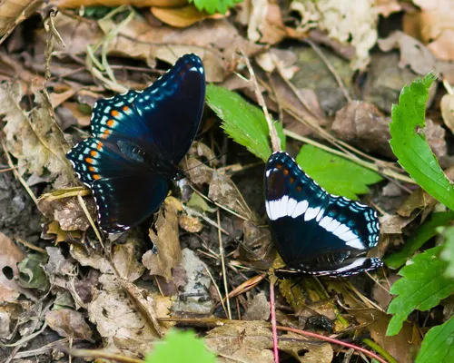 Red-spotted Purple Admiral - photo 6