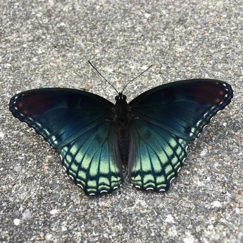 Red-spotted Purple Admiral - photo 7