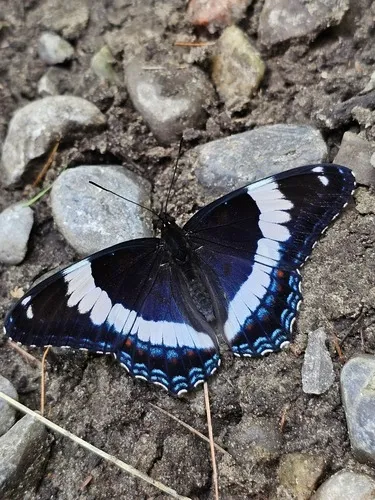Red-spotted Purple Admiral - photo 8