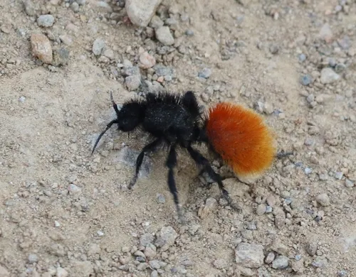 Red Velvet Ant