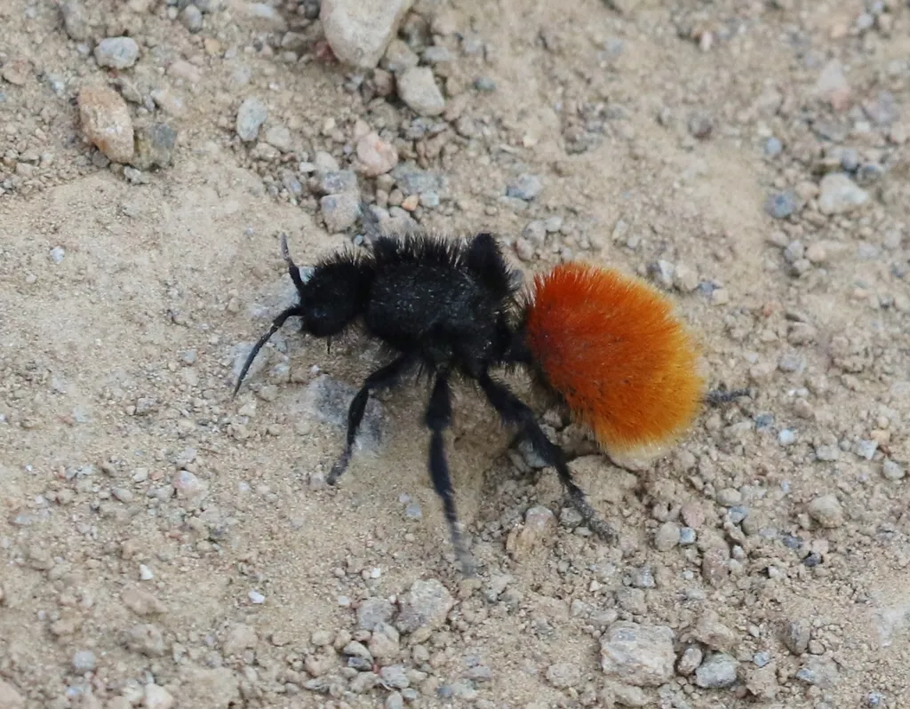 Red Velvet Ant - photo 2