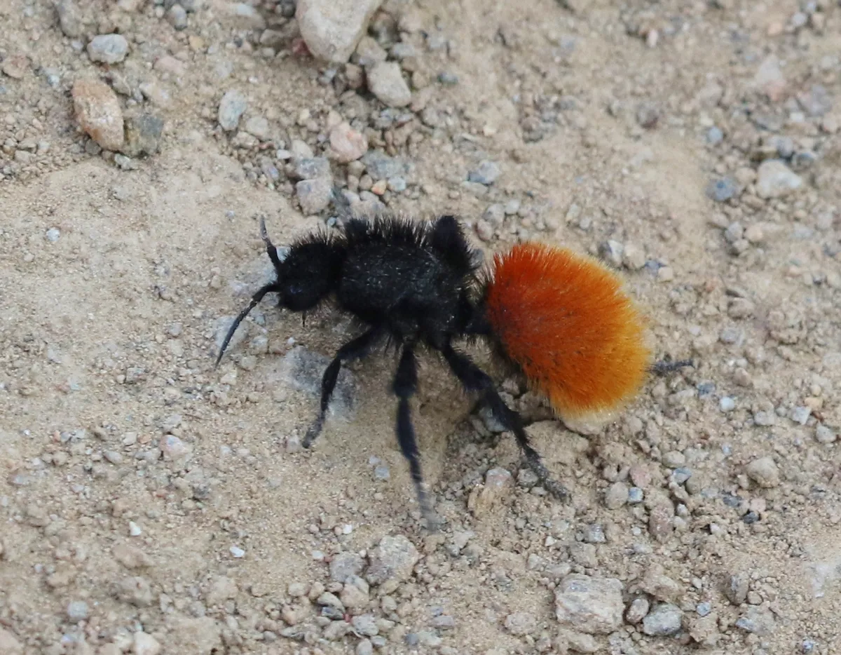 Red Velvet Ant - photo 3