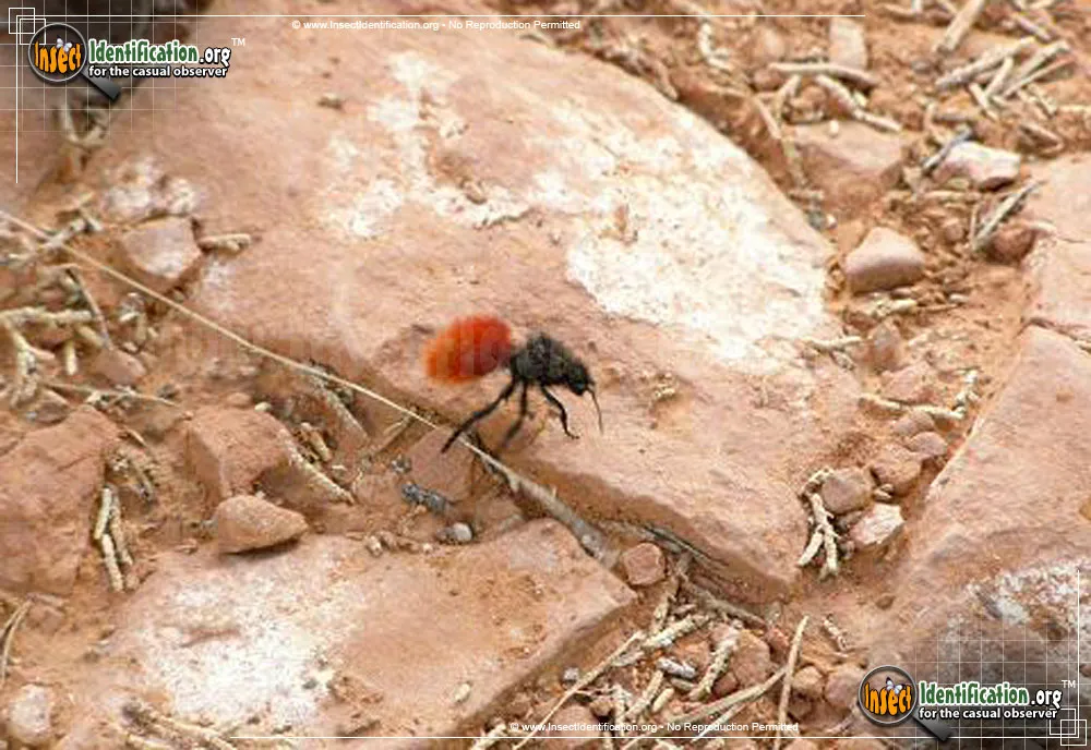 Red Velvet Ant - photo 4