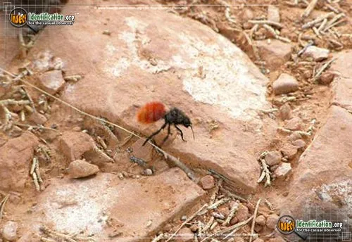 Red Velvet Ant - photo 5