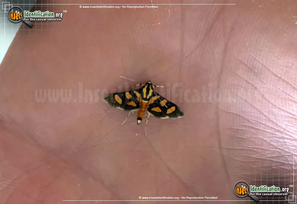 Red-waisted Florella Moth - Syngamia florella