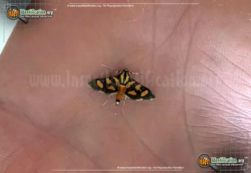 Red-waisted Florella Moth - photo 2