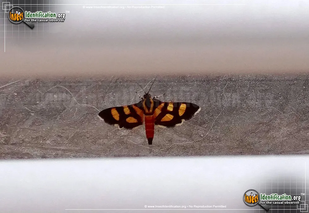 Red-waisted Florella Moth - photo 3