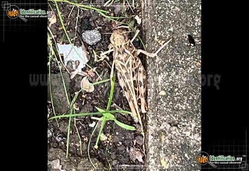 Red-shanked Grasshopper - photo 2