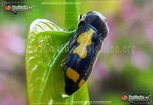 Redbud Borer Beetle - photo 2