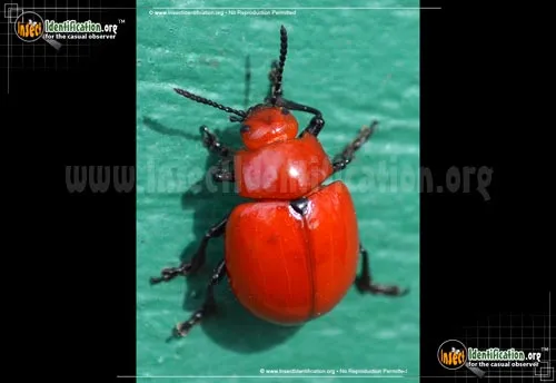 Reddish Potato Beetle - photo 2