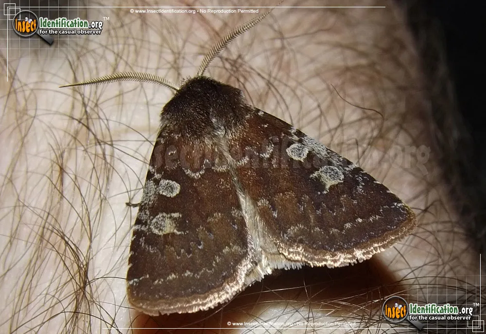 Reddish Speckled Dart Moth