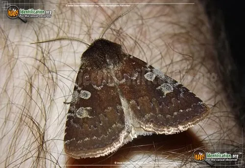 Reddish Speckled Dart Moth - photo 2
