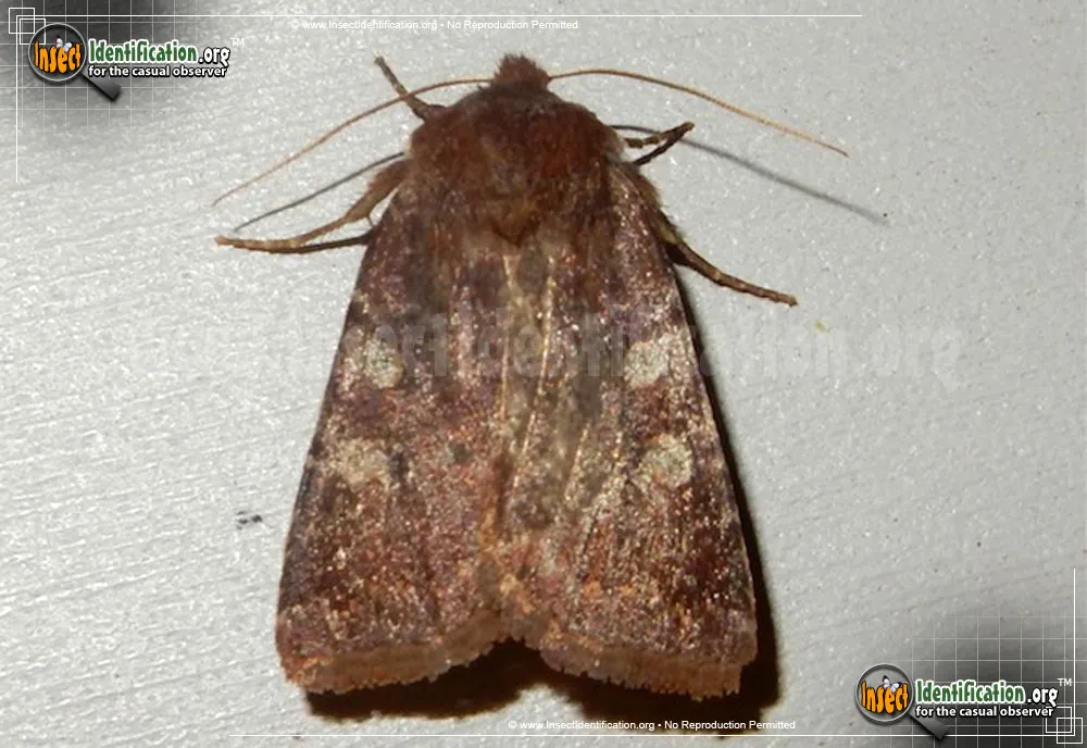 Reddish Speckled Dart Moth - photo 3