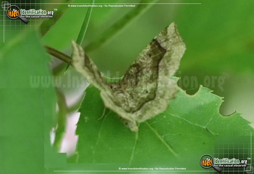 Refracted Metarranthis Moth - Metarranthis refractaria