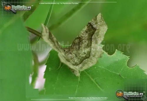 Refracted Metarranthis Moth - photo 2