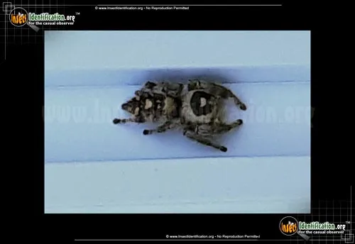 Regal Jumping Spider - photo 2