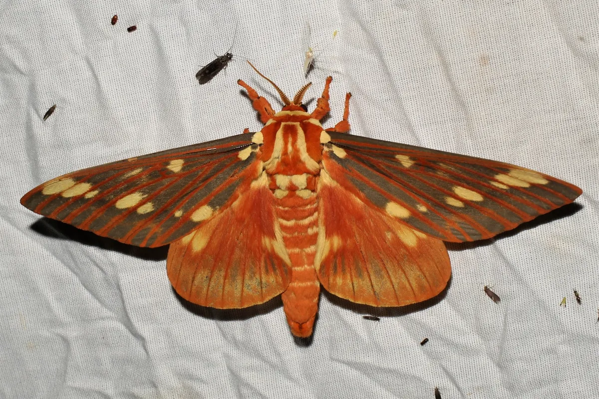 Regal Moth - photo 3