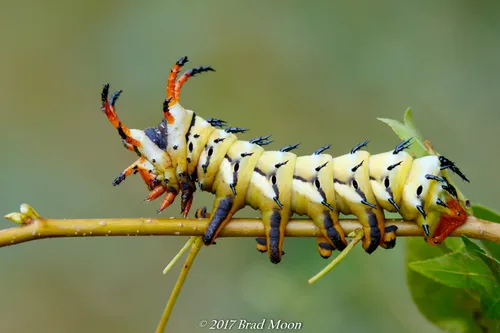 Regal Moth - photo 5