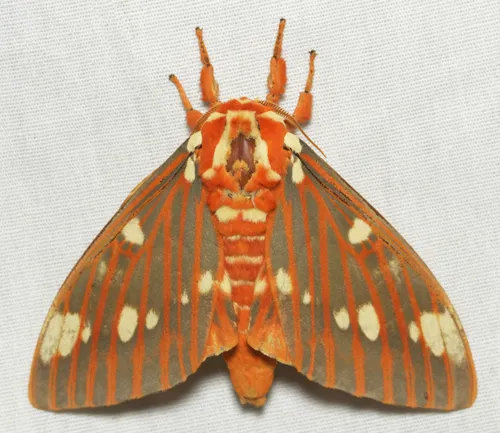 Regal Moth - photo 6