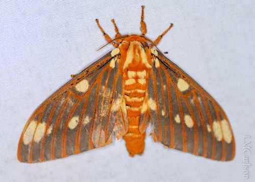 Regal Moth - photo 7