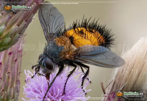 Repetitive Tachinid Fly - photo 2