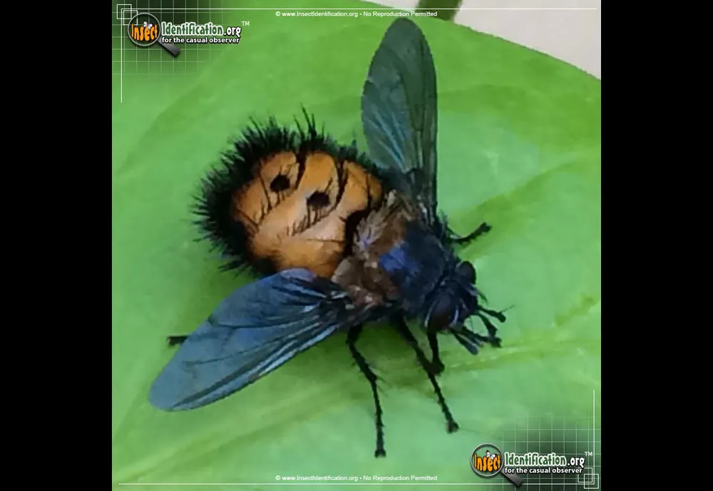 Repetitive Tachinid Fly - photo 3
