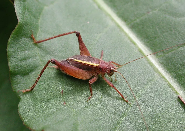 Restless Bush Cricket - photo 2