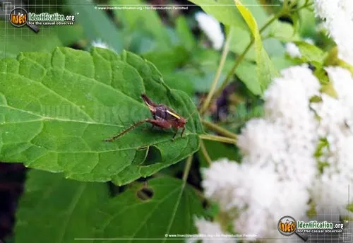 Restless Bush Cricket - photo 3