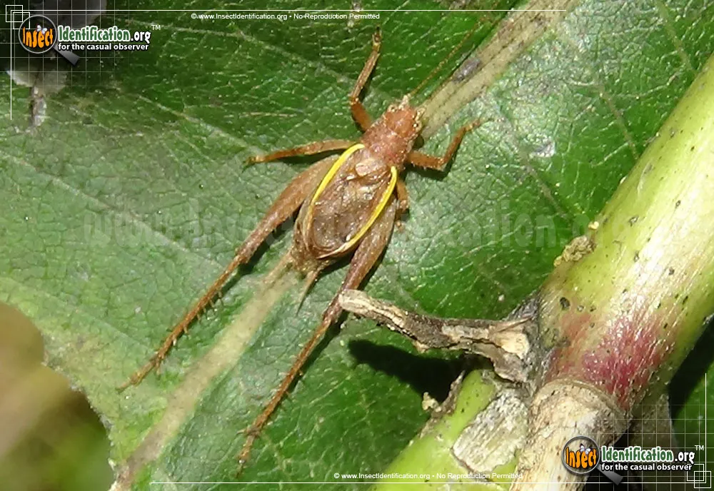 Restless Bush Cricket - photo 4