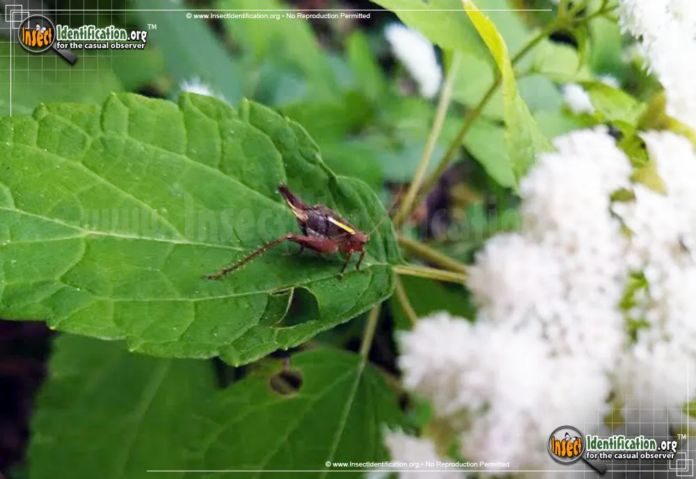 Restless Bush Cricket - photo 5