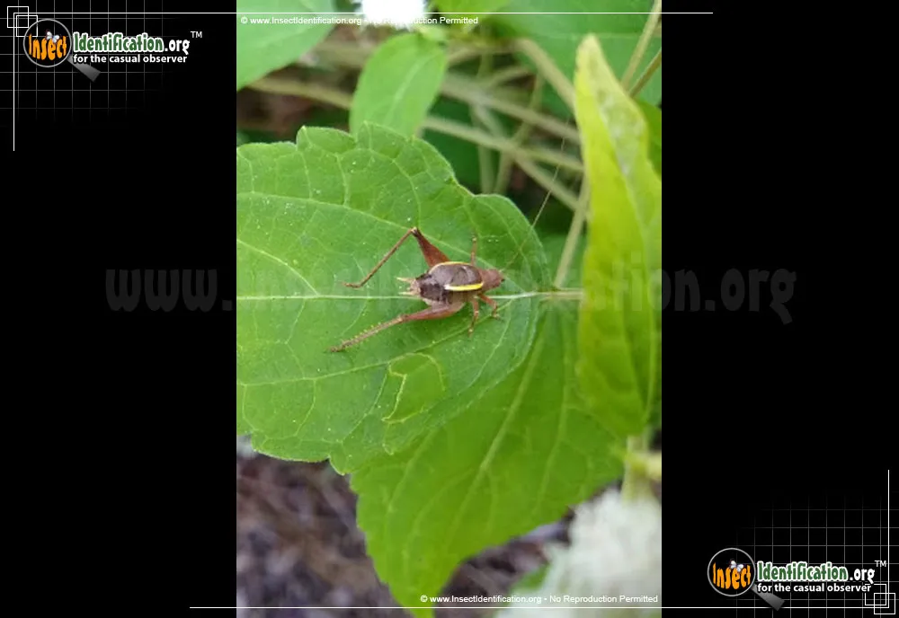 Restless Bush Cricket - photo 7