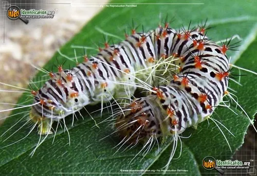 Retarded Dagger Moth - photo 2