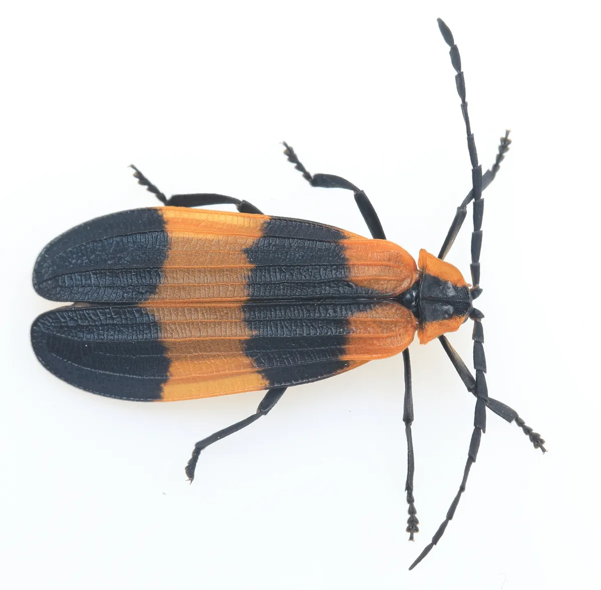 Reticulated Net-winged Beetle - photo 3