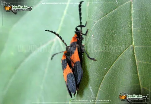 Reticulated Net-winged Beetle - photo 4