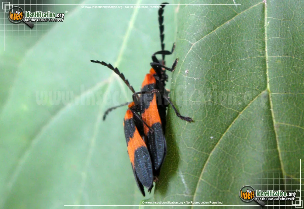 Reticulated Net-winged Beetle - photo 5
