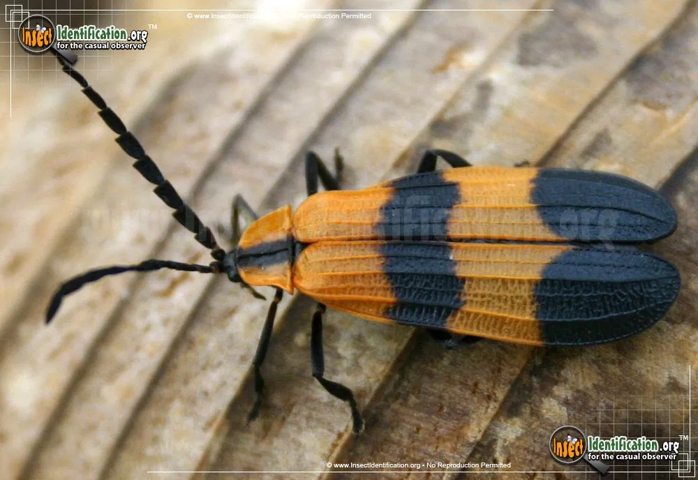 Reticulated Net-winged Beetle - photo 6
