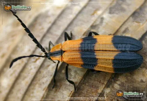 Reticulated Net-winged Beetle - photo 7