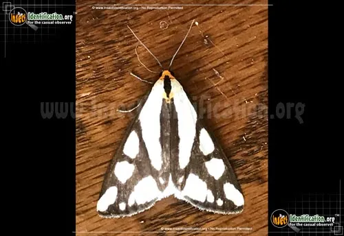 Reversed Haploa Moth - photo 2