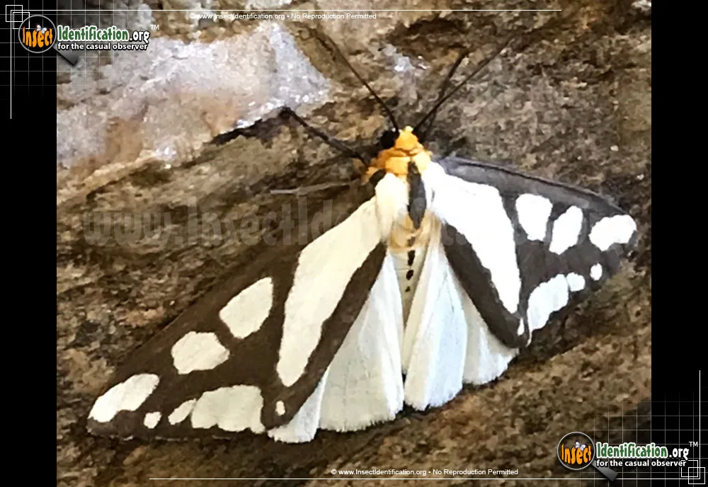 Reversed Haploa Moth - photo 3