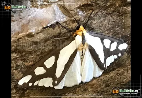 Reversed Haploa Moth - photo 4