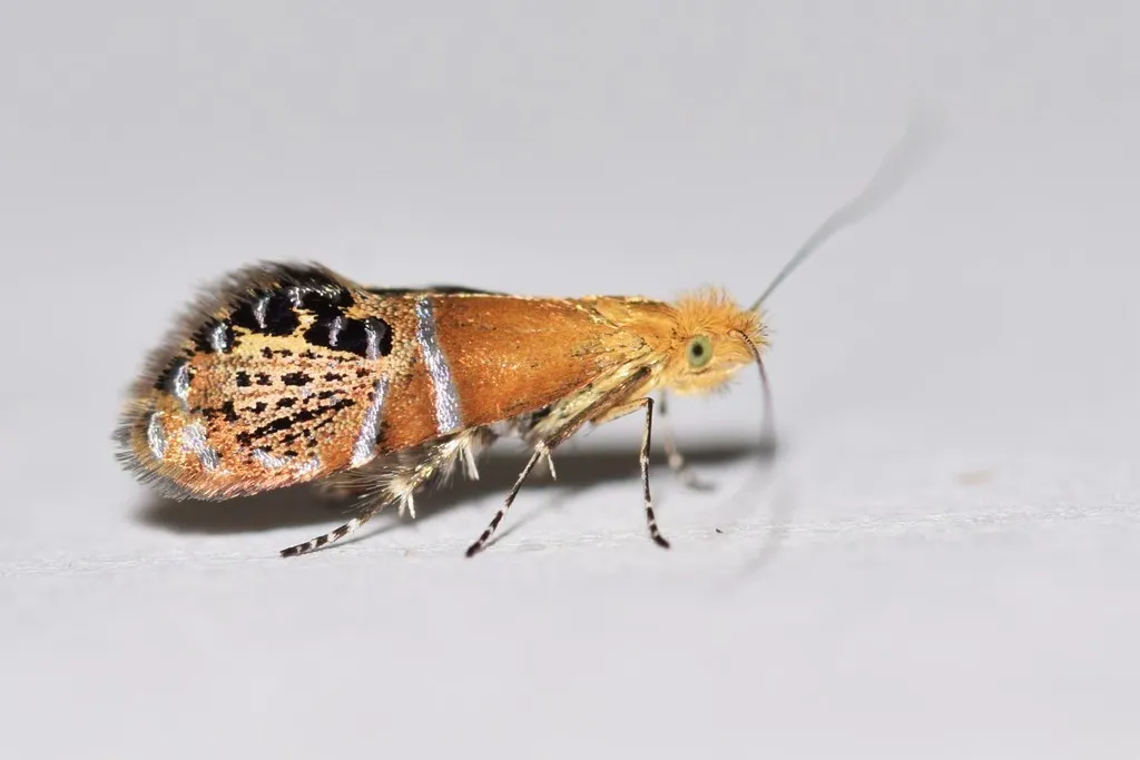 Riding's Fairy Moth - photo 2