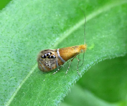 Riding's Fairy Moth - photo 4