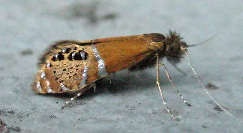 Riding's Fairy Moth - photo 5